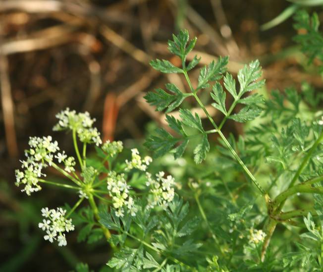 Conium maculatum